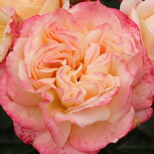 Online rózsa webáruház - teahibrid rózsa - sárga - rózsaszín - Rosa Concorde - közepesen intenzív illatú rózsa - Meilland International - ,-